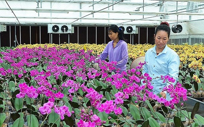 El modelo de la plantación de orquídeas en invernaderos en la comuna de Dong Son, distrito de Thuy Nguyen. 