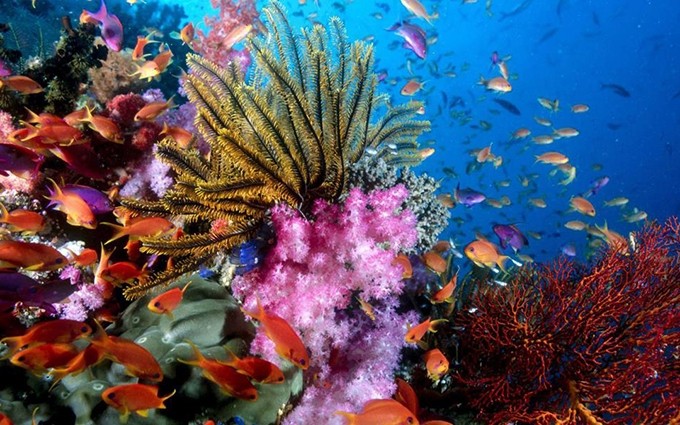 Corales en el mar de Phu Quoc. (Fotografía: viettravel.com)