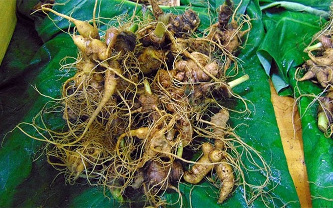 Obtiene provincia centrovietnamita de Quang Nam ganancias por más de 400 mil dólares durante Festival de Ginseng Ngoc Linh