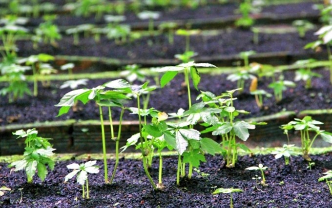 El ginseng cultivado con alta tecnología en Lam Dong. (Fotografía: Nhan Dan)