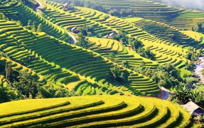 Los arrozales locales, que abarcan un área de mil 380 hectáreas, ostentan el título de Paisaje Escénico Nacional otorgado  por el Ministerio de Cultura, Deportes y Turismo de la nación indochina. 