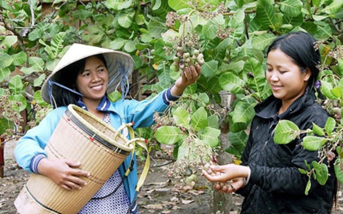Agricultores en el distrito de Kong Chro, de la provincia de Gia Lai, cosechan anacardos.