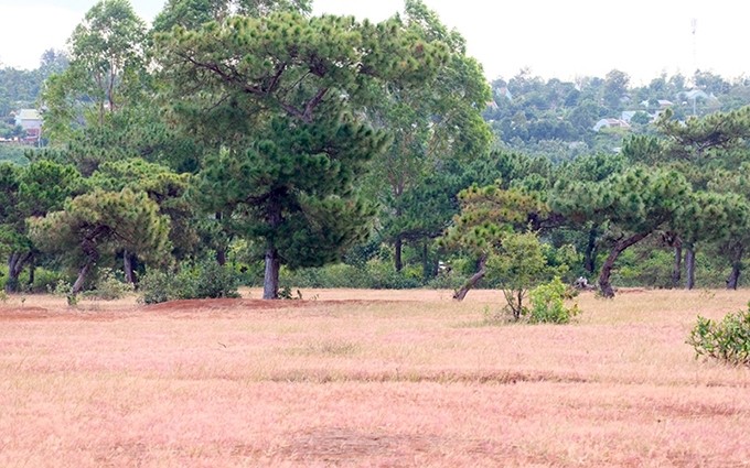 Las hierbas rosadas en Gia Lai. (Fotografía: Nhan Dan/Ha Du)